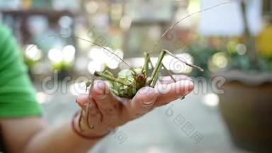 在动物园里，一种绿色的大蚂蚱栖息在工作人员`手上。